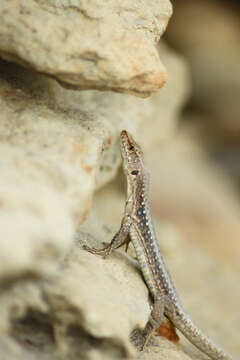 Image of Brauner's Rock Lizard