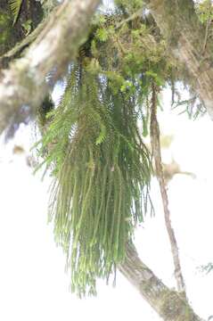 Image of yewleaf clubmoss