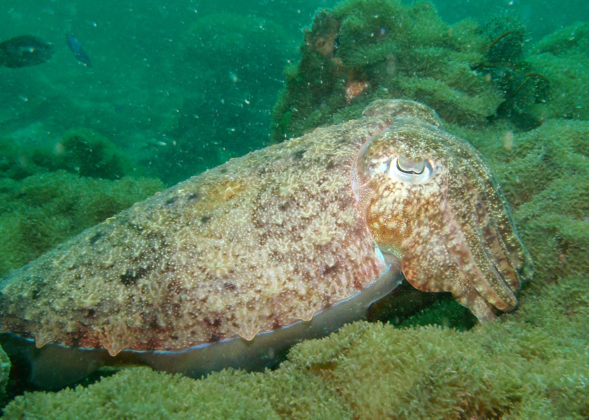 Image of Pharaoh Cuttlefish