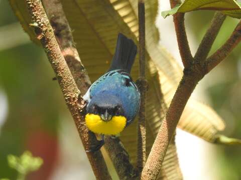 Image of Purplish-mantled Tanager