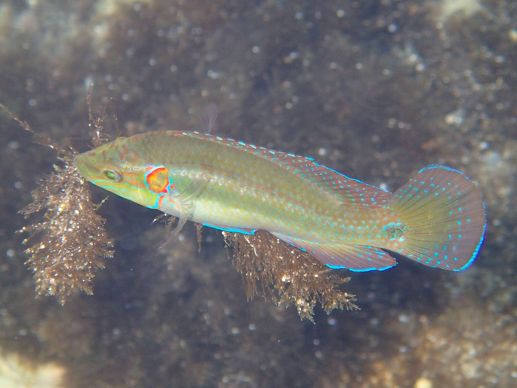 Image of Ocellated Wrasse