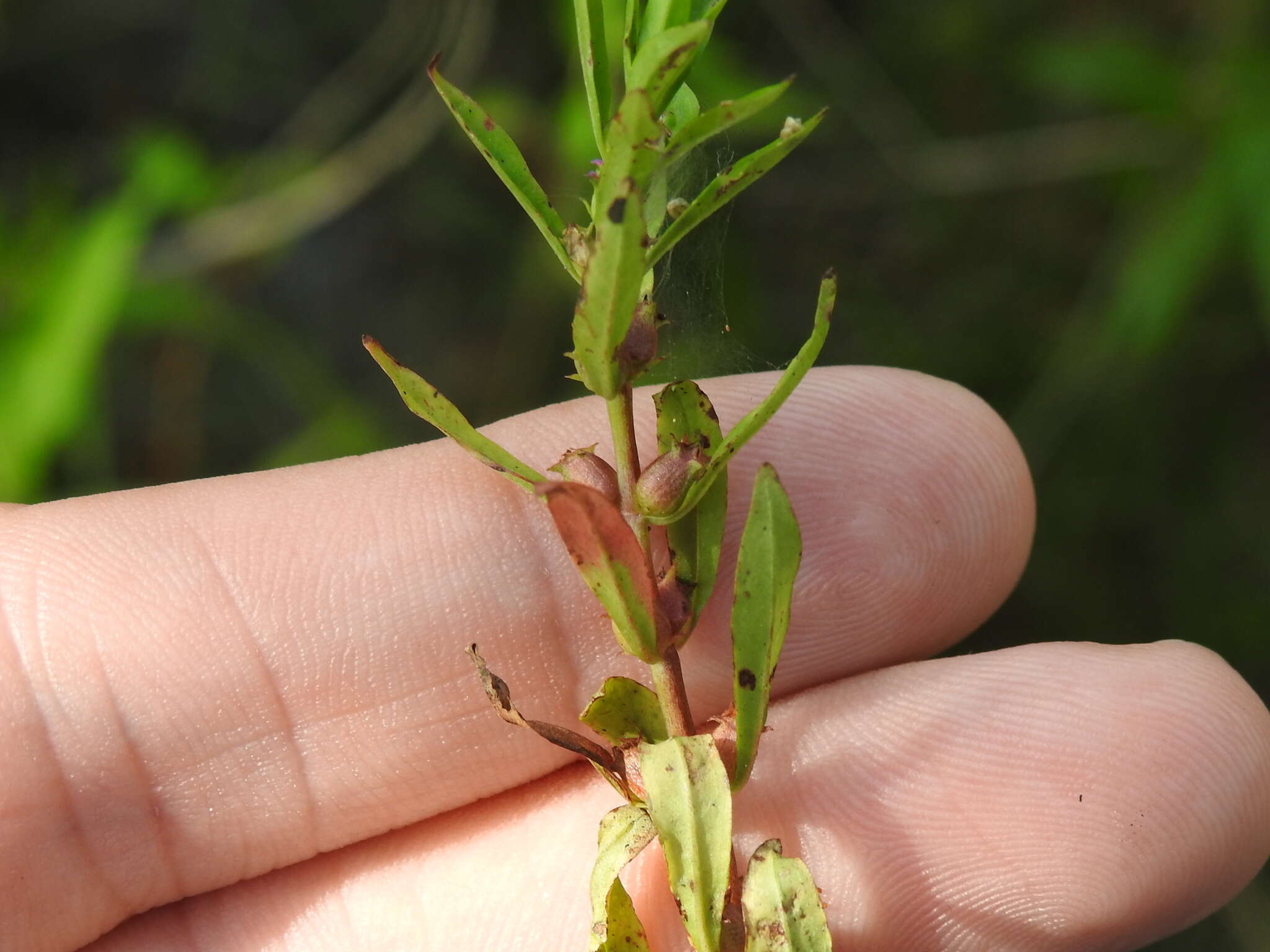 Image of lowland rotala