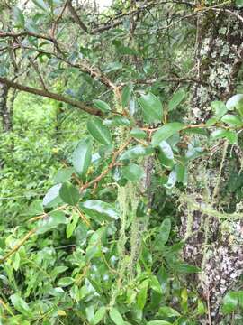 Image of Condalia buxifolia Reiss.