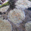 Image of Porpidia ochrolemma (Vain.) Brodo & R. Sant.