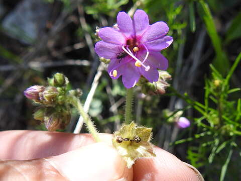 Mirabilis comata (Small) Standl. resmi