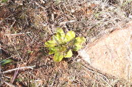 Drosera major的圖片