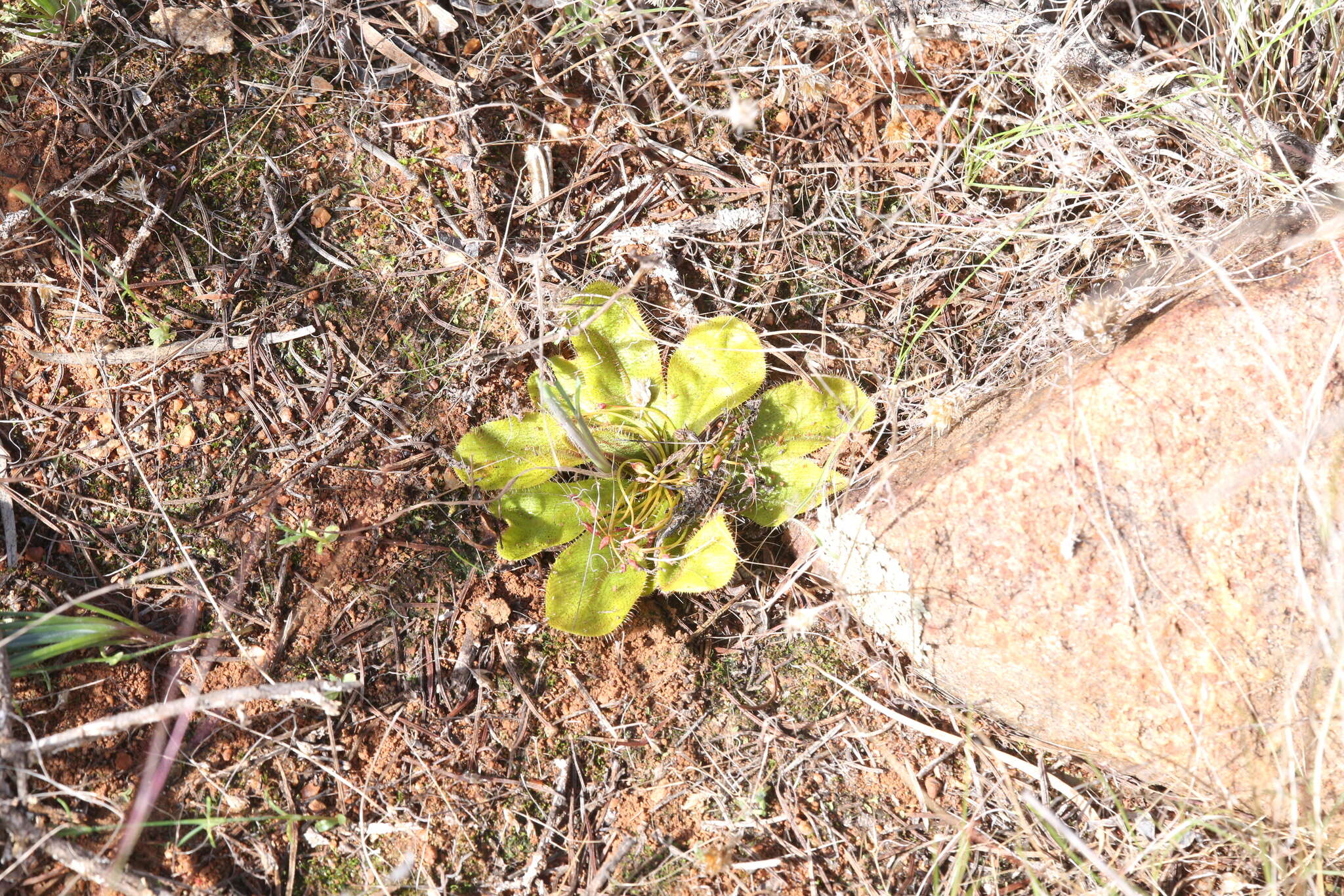 Drosera major的圖片