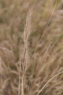 Image de Aristida rufescens Steud.