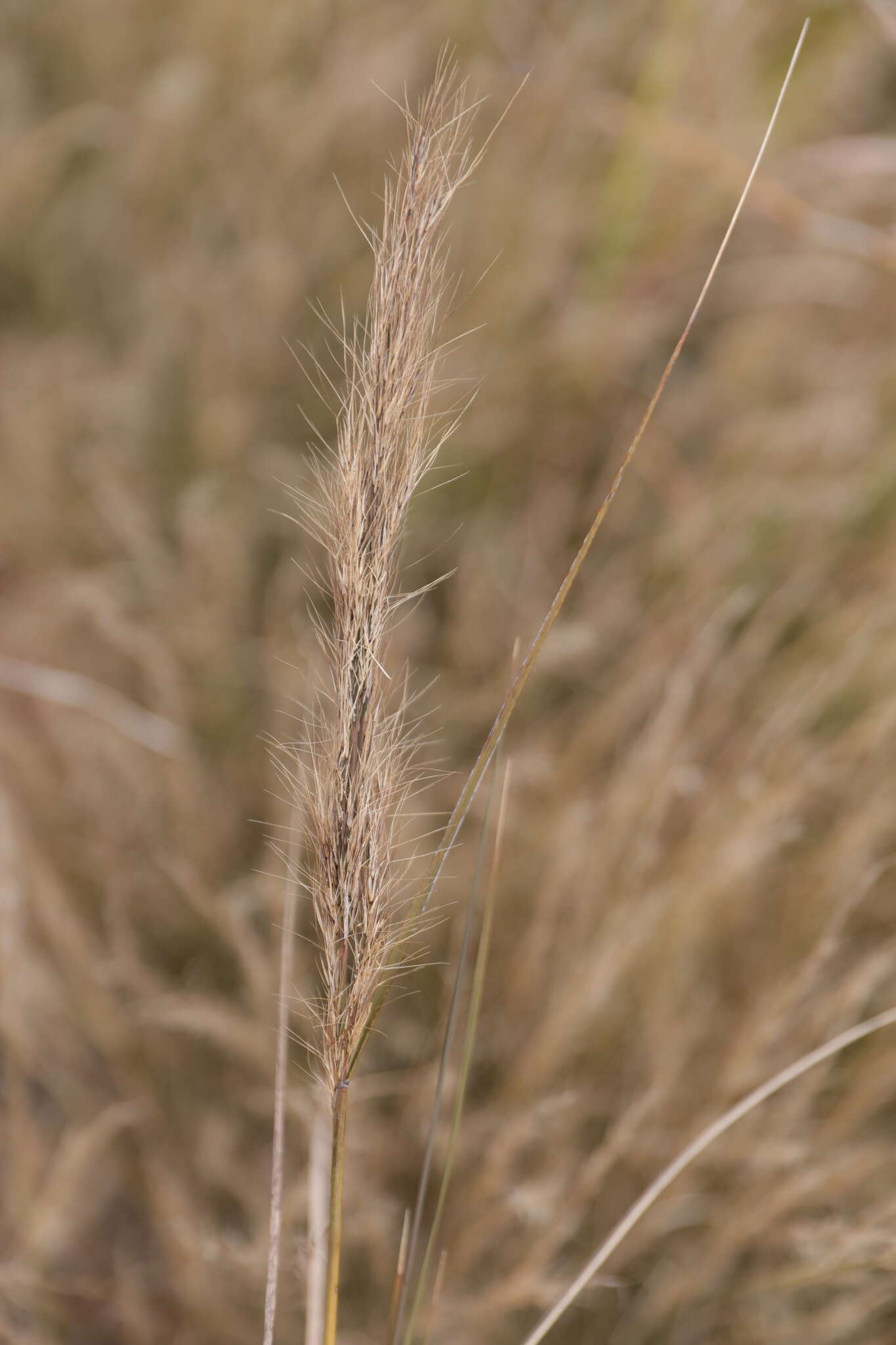 Image de Aristida rufescens Steud.