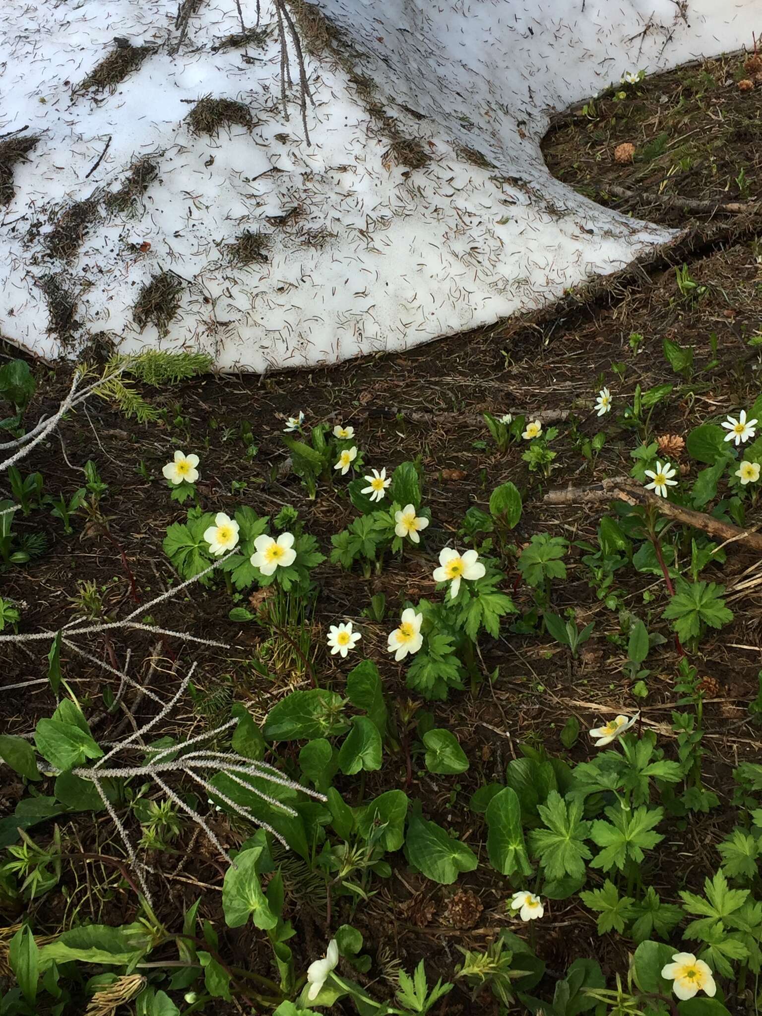 Image of American globeflower