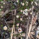 Слика од Helichrysum calvertianum F. Müll.