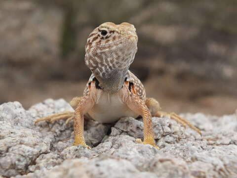 Image of Sonoran Collared Lizard