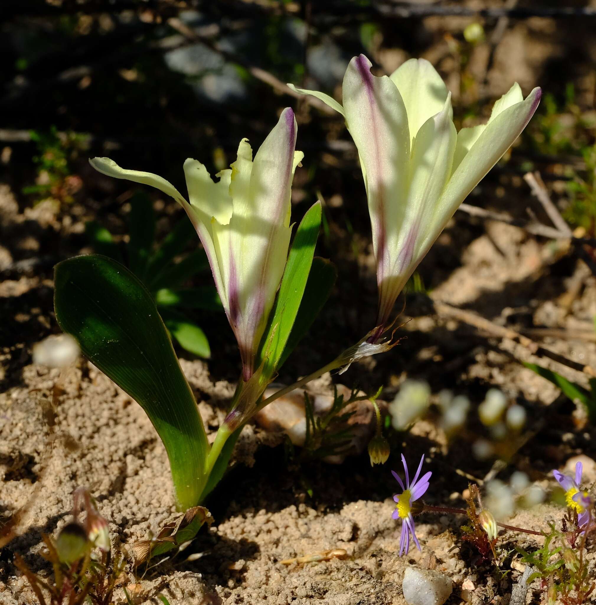 Image of Sparaxis grandiflora subsp. acutiloba Goldblatt