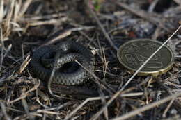 Слика од Natrix natrix natrix (Linnaeus 1758)