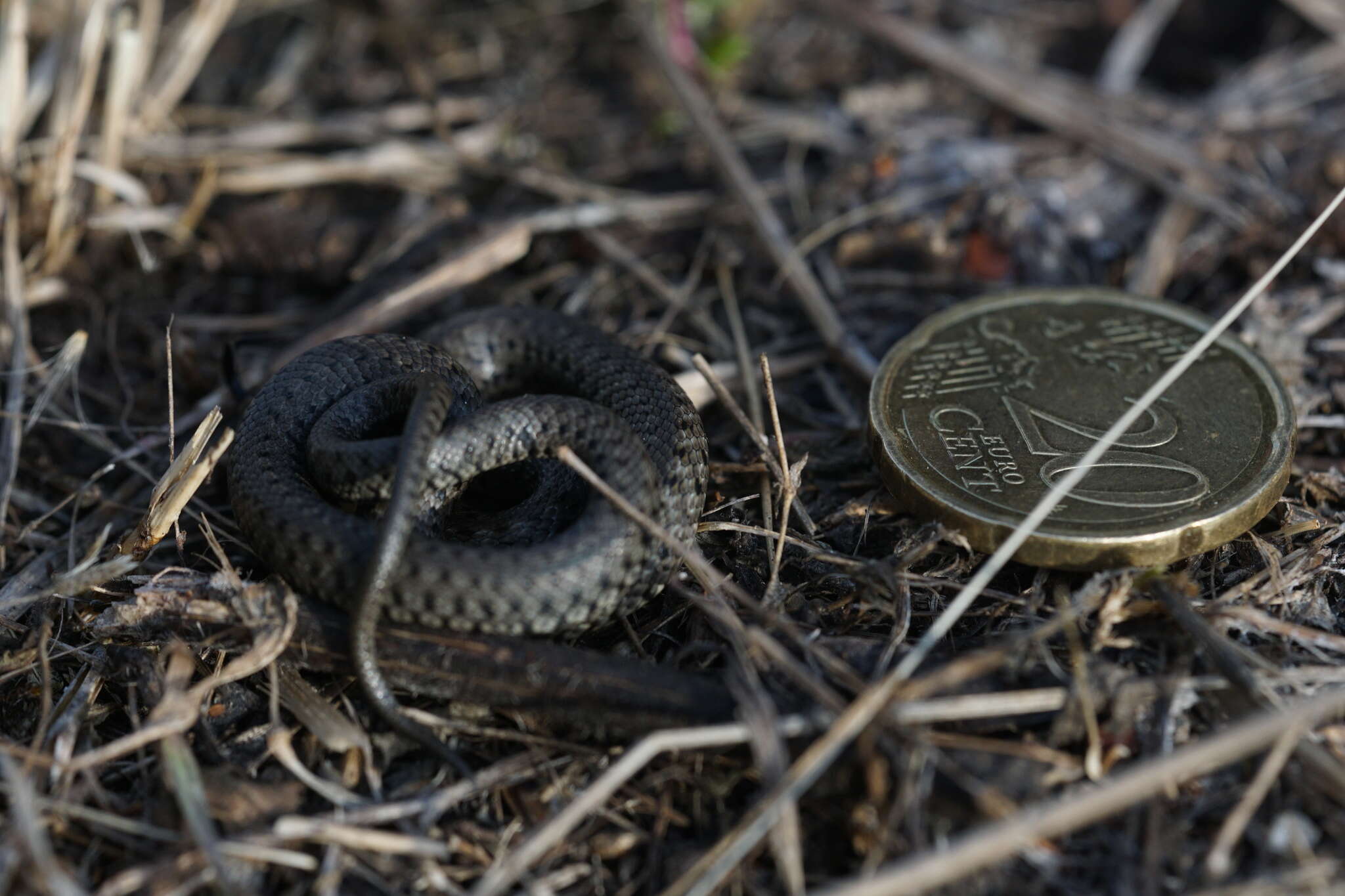 Слика од Natrix natrix natrix (Linnaeus 1758)