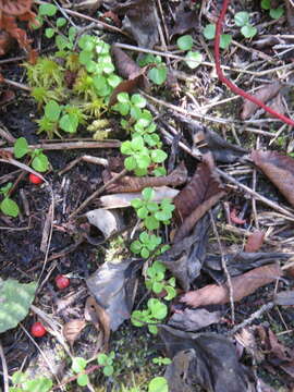 Image de Linnaea borealis var. longiflora Torr.