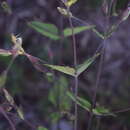 صورة Brickellia subuligera (Schau.) B. L. Turner