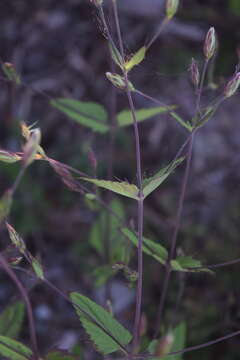 Image of Brickellia subuligera (Schau.) B. L. Turner