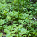 Image of Harford's ragwort