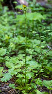 Image of Harford's ragwort