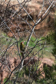 Image of Levaillant's Green Woodpecker