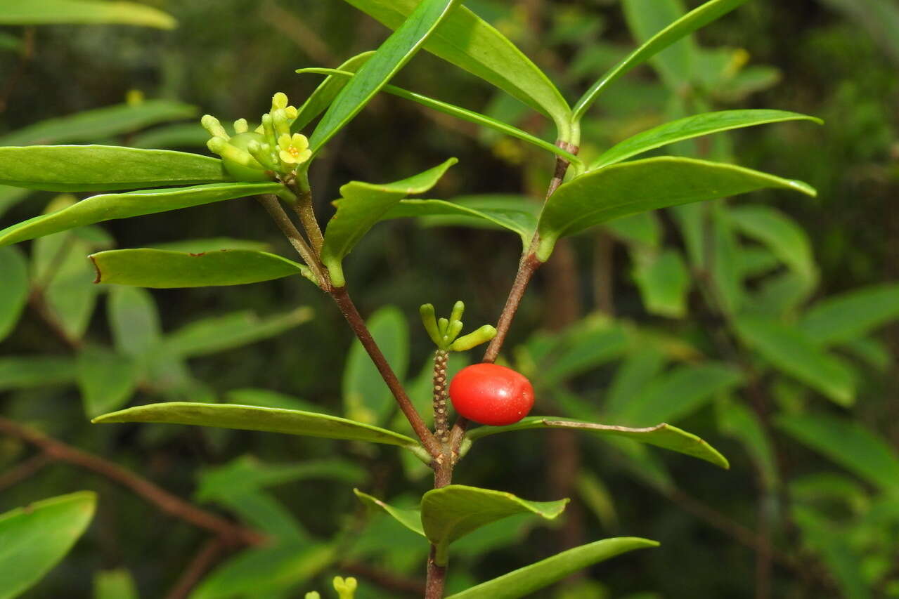 Image of Wikstroemia taiwanensis C. E. Chang