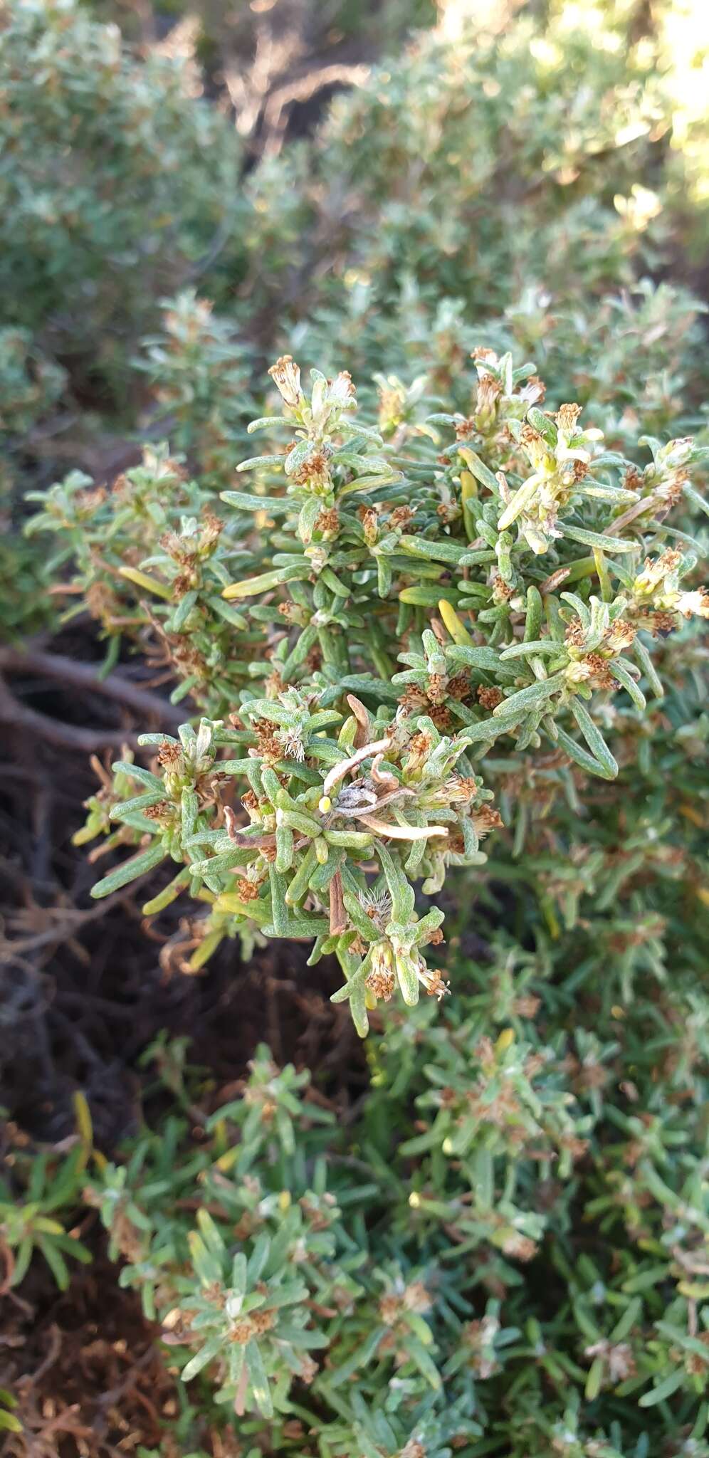 Image de Olearia axillaris (DC.) F. Müll.