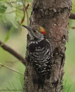 Image of Brown-fronted Woodpecker