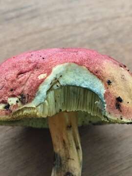 Imagem de <i>Boletus subfraternus</i>