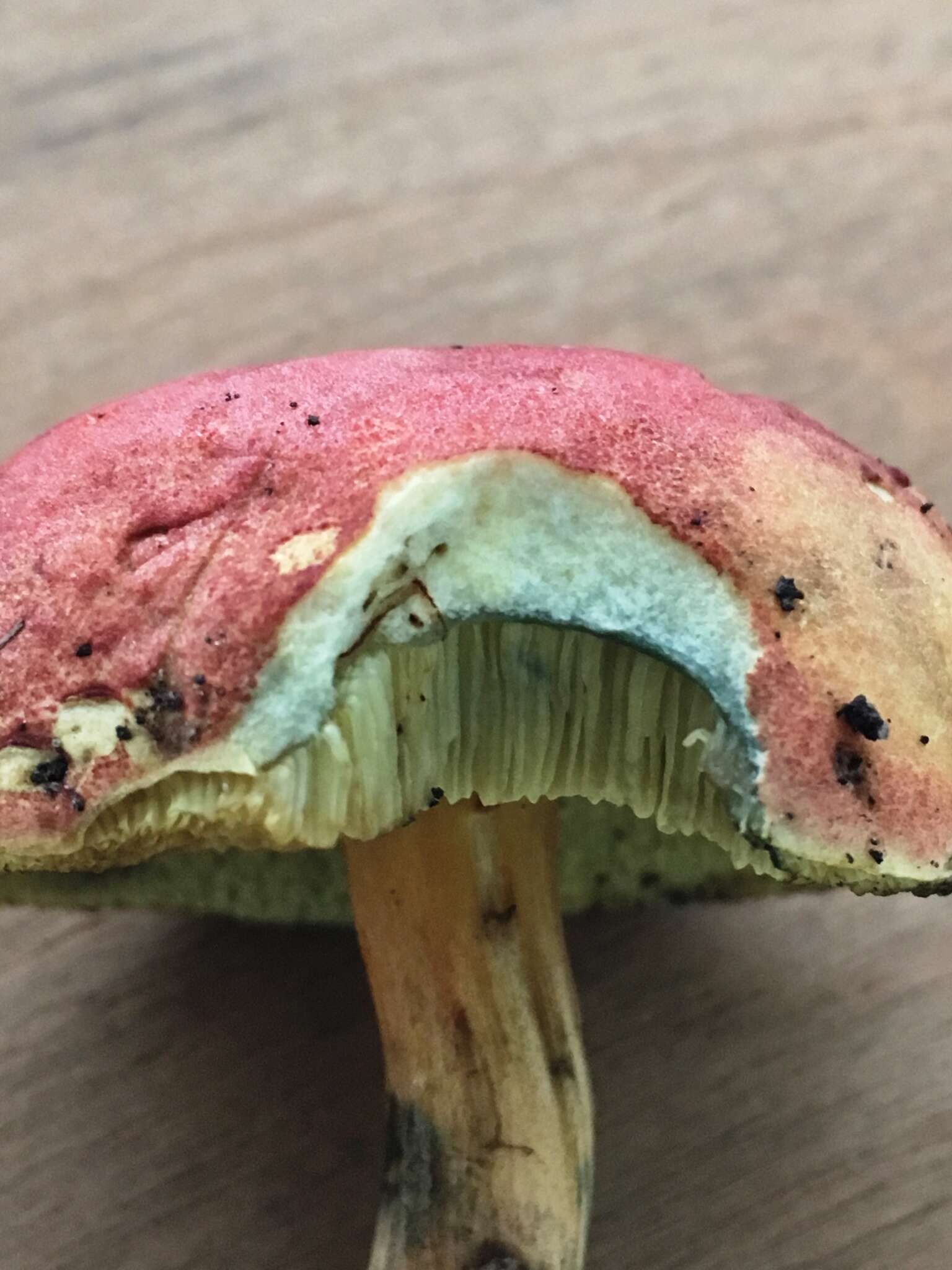 <i>Boletus subfraternus</i>的圖片