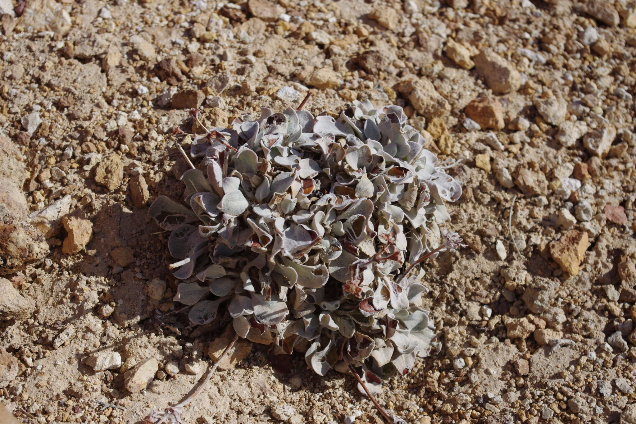 Image of granite buckwheat