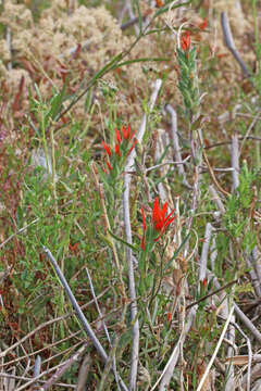 Image of Castilleja minor var. exilis (A. Nelson) J. M. Egger