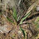 Image of Senecio conzattii Greenm. ex Greenm.