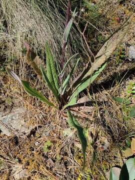 Image of Senecio conzattii Greenm. ex Greenm.