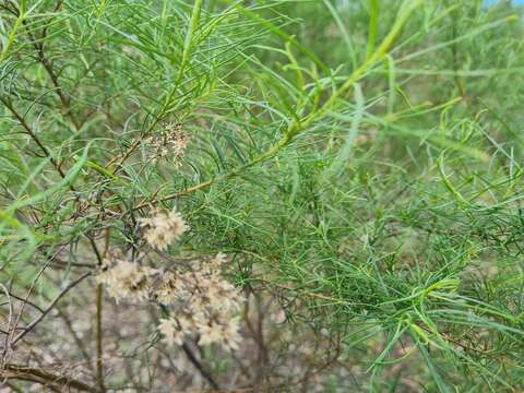 Plancia ëd Cassinia quinquefaria R. Br.