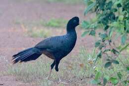 Image of Crestless Curassow