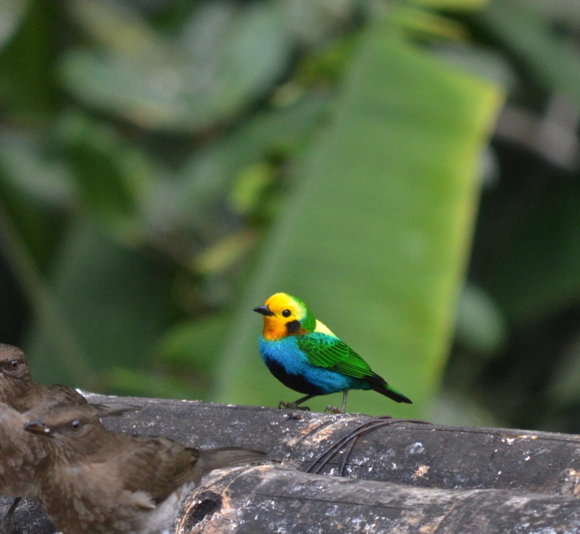 Image of Multicolored Tanager