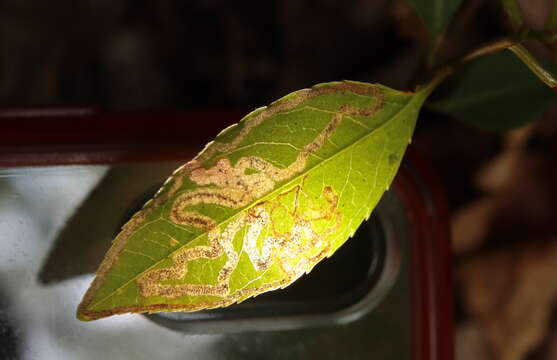 Image of Stigmella prunifoliella (Clemens 1861) Newton et al. 1982