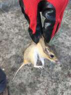 Image of Hispid Pocket Mouse
