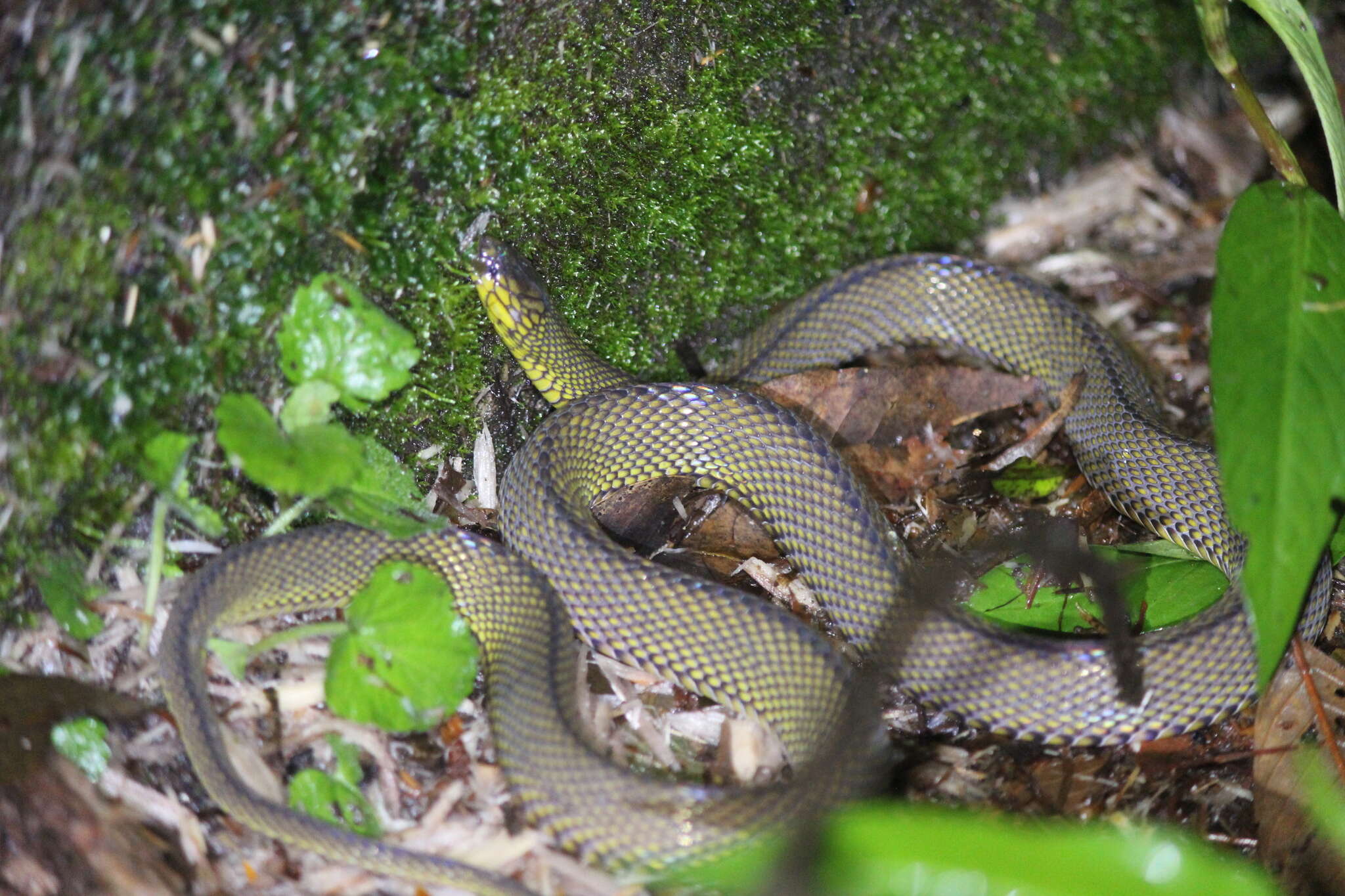 Image of Black Odd-scaled Snake