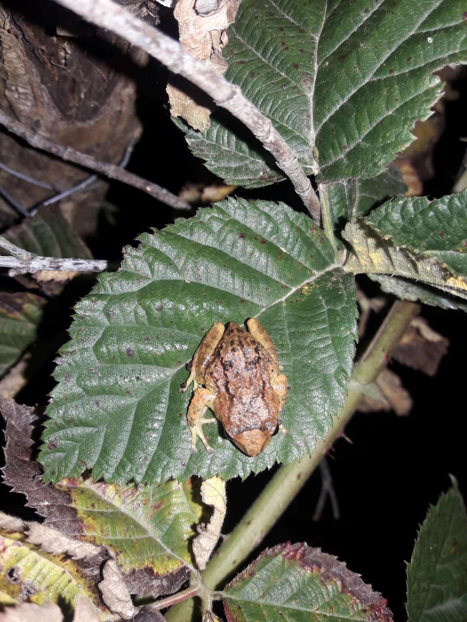 Image of Striped Robber Frog