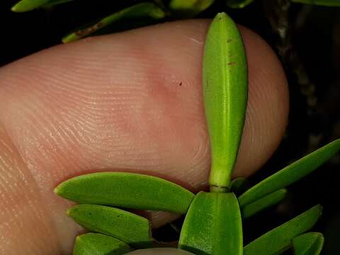 Image of Veronica evenosa Petrie