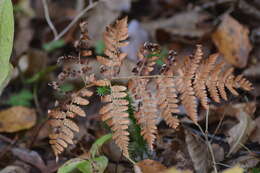 Image of spreading woodfern