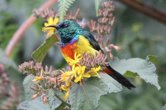 Image of Regal Sunbird