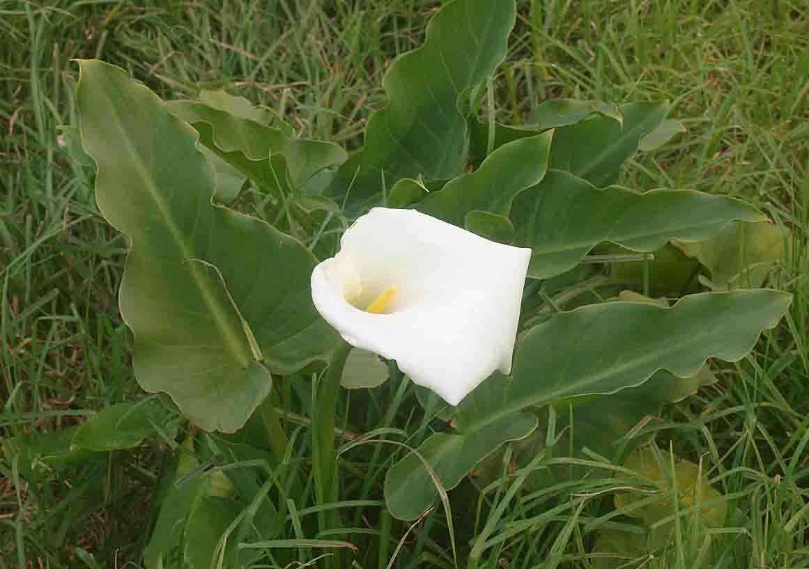 Image of calla lily