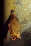 Image of <i>Myotis rufoniger</i>