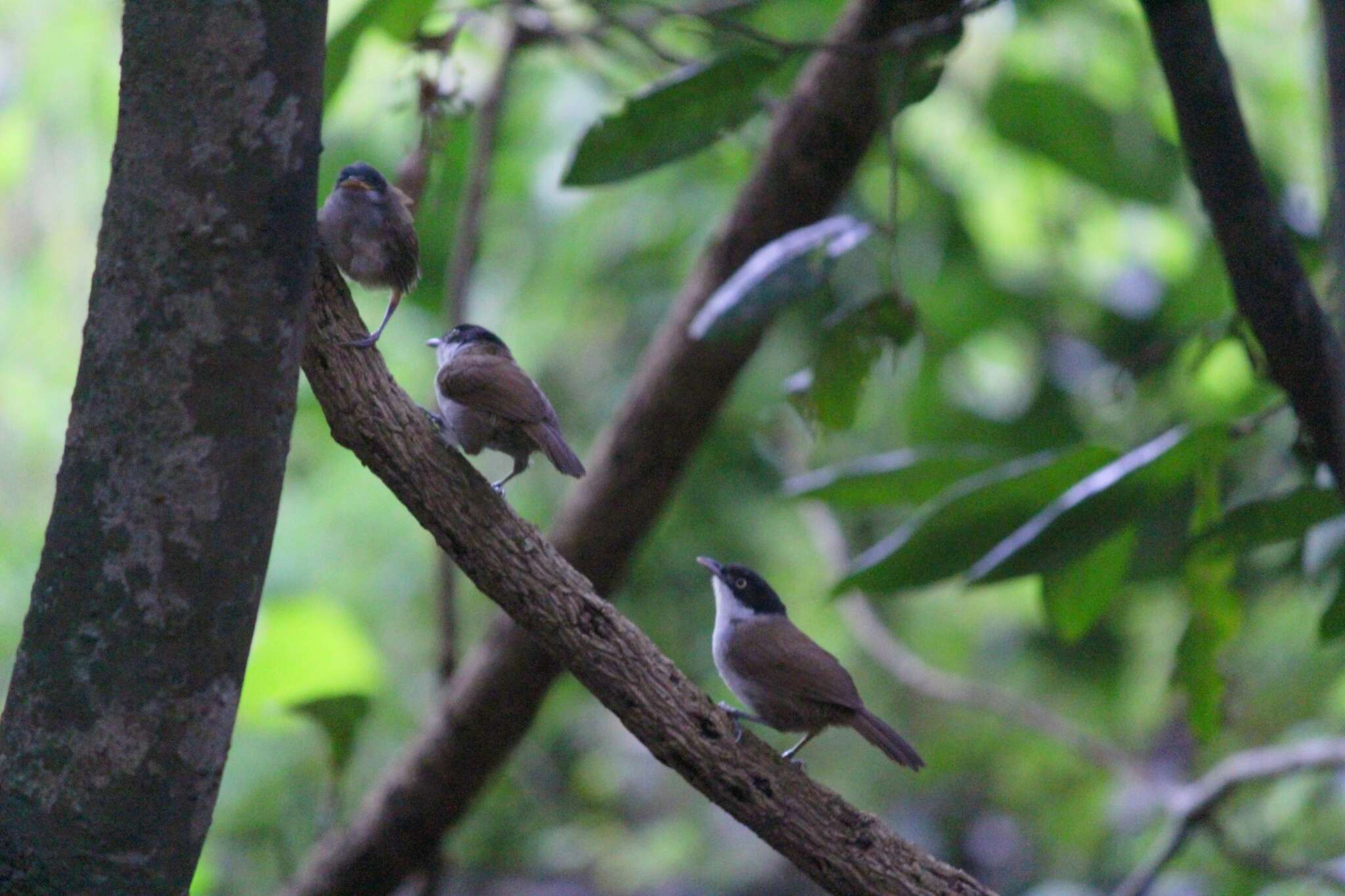 Слика од Dumetia atriceps (Jerdon 1839)