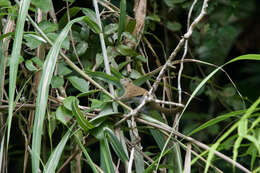 Image of Ear-spot Squirrel