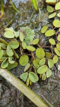 Imagem de Salvinia auriculata Aubl.