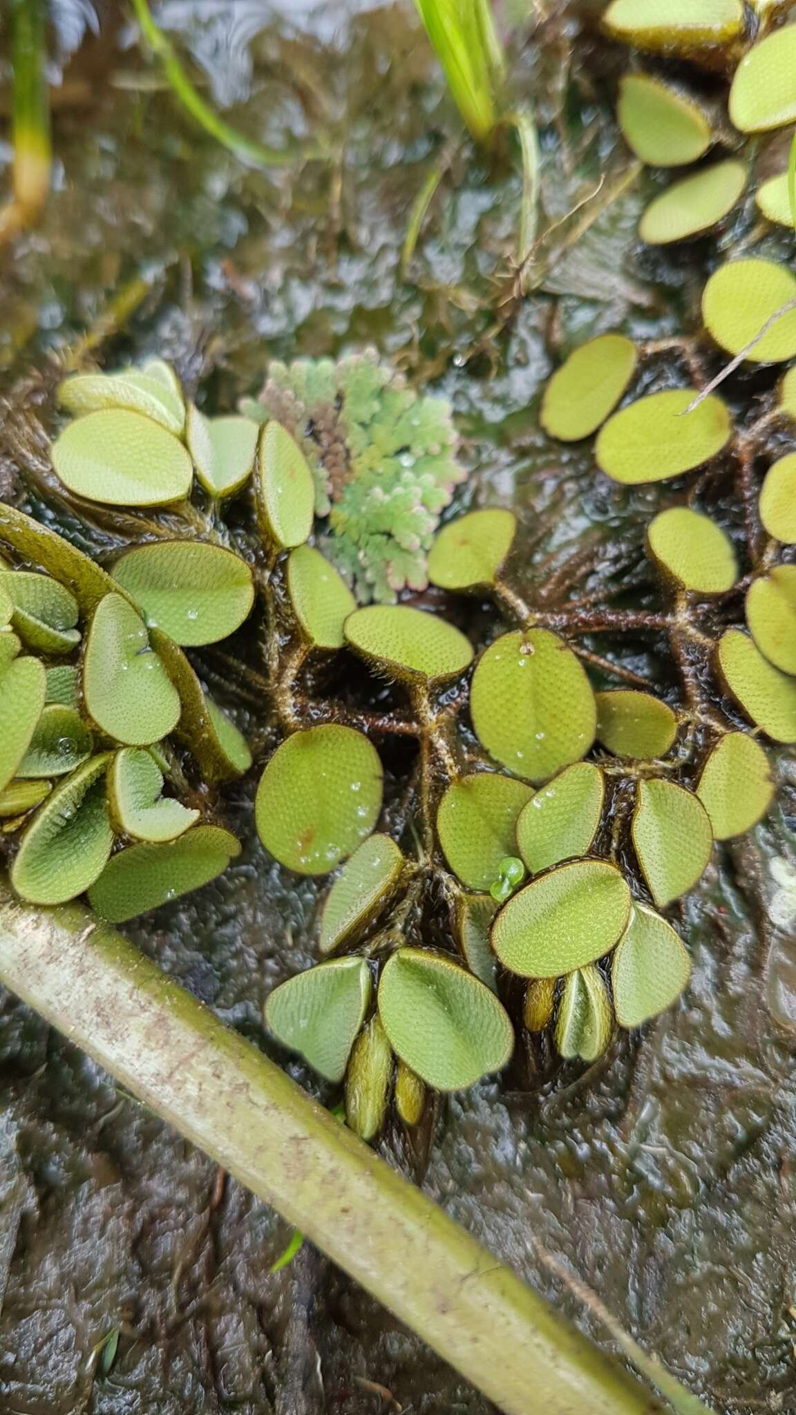 Image of eared watermoss